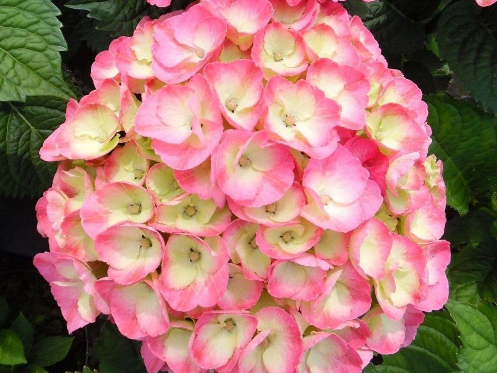 Hortenzie velkolistá Rembrandt® 'Dolce Chic'  Hydrangea macrophyllaRembrandt® 'Dolce Chic'