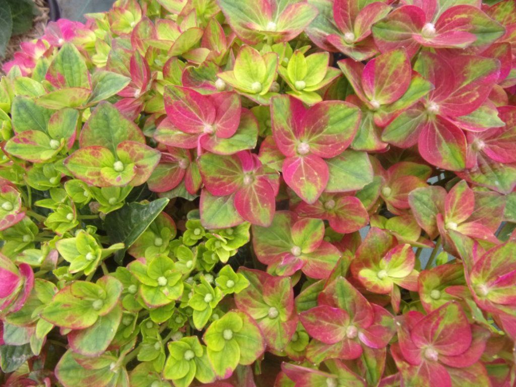 Hortenzie velkolistá Rembrandt® 'Rosso Glory'  Hydrangea macrophyllaRembrandt® 'Rosso Glory'