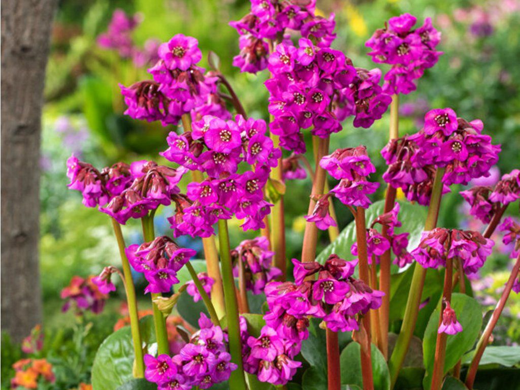 Bergénie srdčitolistá 'Eroica' - Bergenia cordifolia 'Eroica'  Bergenia cordifolia 'Eroica'