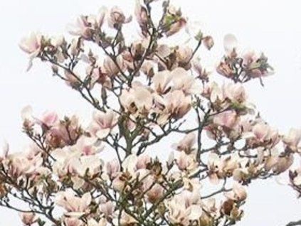 pink golbet
