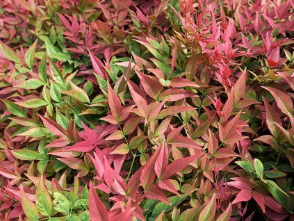 100136 nandina2