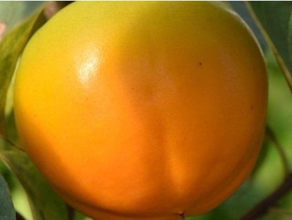 Kaki 'Rojo Brillante' - kontejner  Diospyros kaki 'Rojo Brillante'
