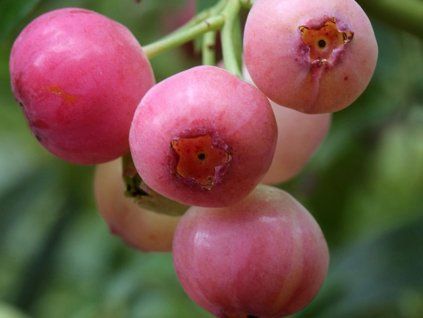 Kanadská borůvka 'Pink Berry'  Vaccinium corymbosum 'Pink Berry'