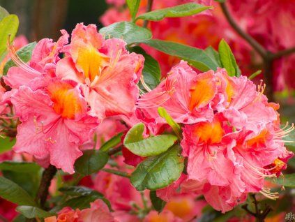 Azalea Sarina (2)