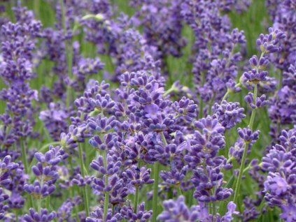 esence purple 1