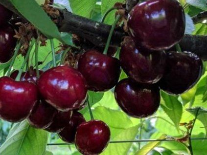 Třešeň 'Samba'  Prunus avium 'Samba'