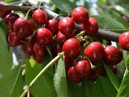 Třešeň 'Lydia'- kontejner  Prunus avium 'Lydia'
