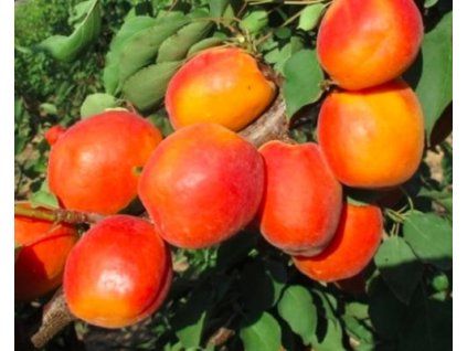 Meruňka 'Roy'  Prunus armeniaca 'Roy'