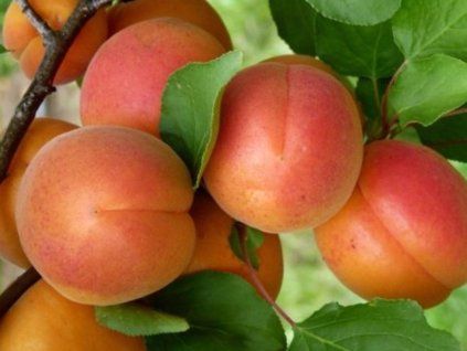 Meruňka 'Atrebo'  Prunus armeniaca 'Atrebo'