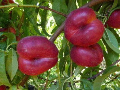 Nektarinka 'Caramela'- kontejner  Prunus persica 'Caramela'