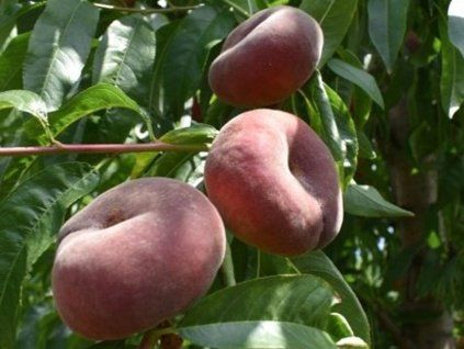 Broskvoň 'Platybest' - kontejner  Prunus persica 'Platybest'