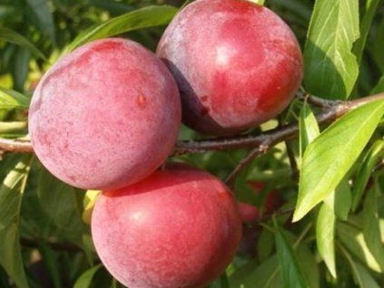 Japonská švestka 'Ruby Crunch' - kontejner  Prunus salicina ´Ruby Crunch´