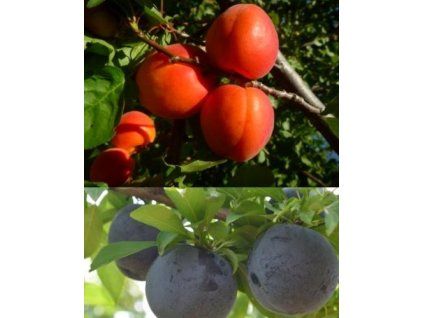 Meruňka 'Paroly' a Japonská švestka 'Piky Loka' - 2v1  Prunus armeniaca 'Paroly' a Prunus salicina 'Piky Loka'