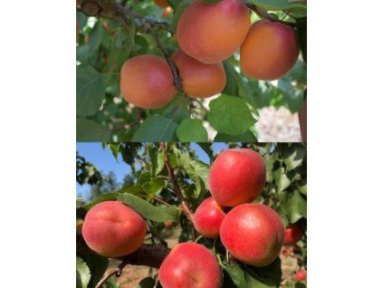 Meruňka 'Anubis' a Meruňka 'Roy' 2v1!  Prunus armeniaca 'Anubis' a Prunus armeniaca 'Roy'