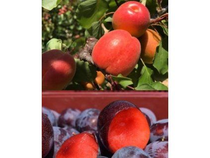 Meruňka 'Roy' a Japonská švestka 'Red Passion' 2v1!  Prunus armeniaca 'Roy' a Prunus salicina 'Red Passion'