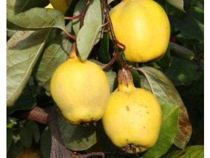 Kdouloň 'Smyrna'  Cydonia oblonga ´Smyrna´