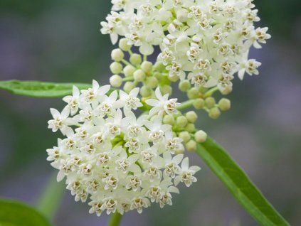 Asclepias incarnata Alba Ice Ballet 0015074 14720
