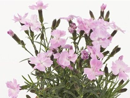 soft pink