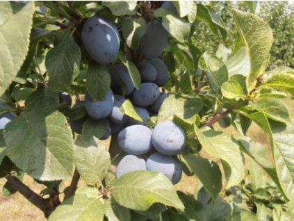 Švestka 'Dwarf®'  Prunus domestica 'Dwarf®'