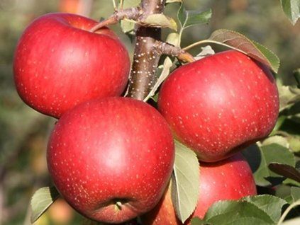 Jabloň 'Gräfin von Goldach'  Malus domestica 'Gräfin von Goldach'