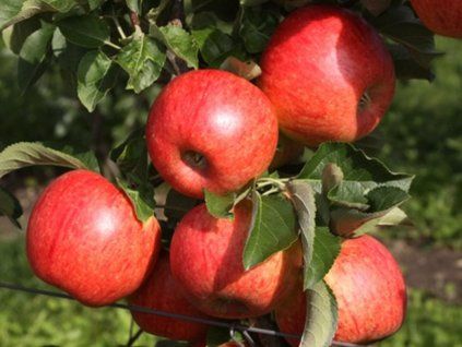 Jabloň 'Freiherr von Hallberg'  Malus domestica 'Freiherr von Hallberg'