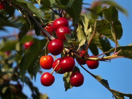 Višeň 'Studencheskaya'  Prunus cerasus 'Studencheskaya'