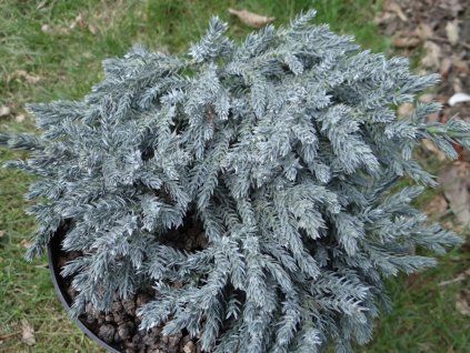 Jalovec šupinatý 'Tropical Blue'  Juniperus squamata 'Tropical Blue'