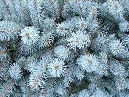 Smrk pichlavý 'Bizon Blue'  Picea pungens 'Bizon Blue'