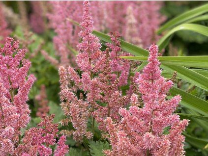 Čechrava čínská 'Vision in Pink' - Astilbe chinensis 'Vision in Pink'  Astilbe chinensis 'Vision in Pink'