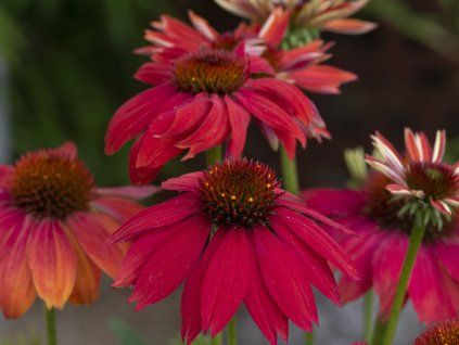 Třapatka nachová 'Lakota Red' - Echinacea purpurea 'Lakota Red'  Echinacea purpurea 'Lakota Red'
