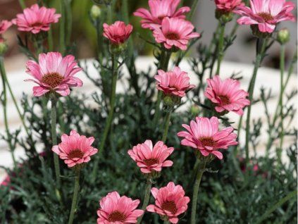 Rhodanthemum 'Zagora Pink' - Rhodanthemum hosmariense 'Zagora Pink'  Rhodanthemum hosmariense 'Zagora Pink'