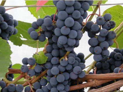 Réva vinná 'Hasansky Sladky (syn. Baltica)'  Vitis vinifera 'Hasansky Sladky'