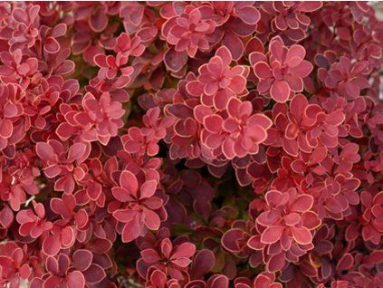 Dřišťál Thunbergův 'Red Hot Chilli'  Berberis thunbergii 'Red Hot Chilli'