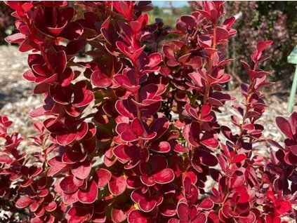 Dřišťál Thunbergův 'Vulcano'  Berberis thunbergii 'Vulcano'