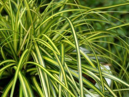Ostřice ošímenská 'Eversheen' - Carex oshimensis 'Eversheen' (Balení kontejner V2)