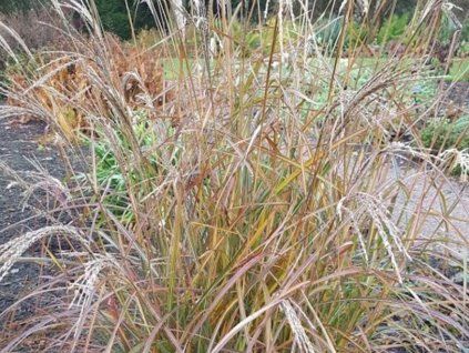 Ozdobnice čínská 'Purple Fall' - Miscanthus sinensis 'Purple Fall'  Miscanthus sinensis 'Purple Fall'