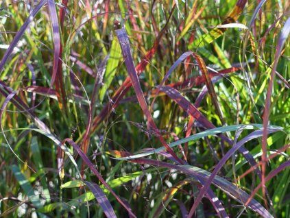Proso prutnaté  'Sangria' - Panicum virgatum 'Sangria'  Panicum virgatum 'Sangria'