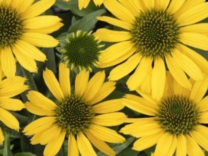t�apatka yellow