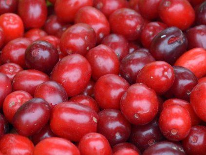 Dřín velkoplodý 'Marceli' - kontejner  Cornus mas 'Marceli'