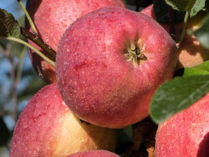 Jabloň 'Remo'  Malus domestica 'Remo'