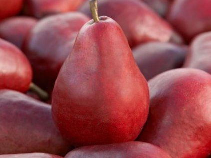 Hrušeň 'Garden Red'  Pyrus communis 'Garden Red'