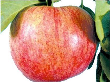 Jabloň 'Jakubky červené'  Malus domestica 'Jakubky červené'