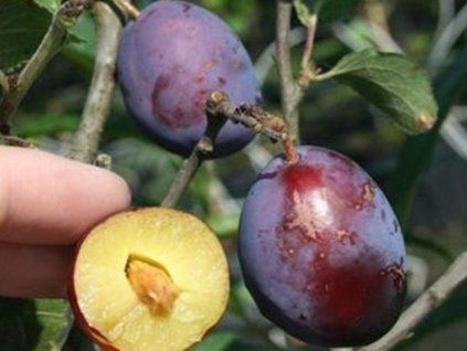 Švestka 'Geisenheimer Top' - k sloupovitému zapěstování  Prunus domestica 'Geisenheimer Top'