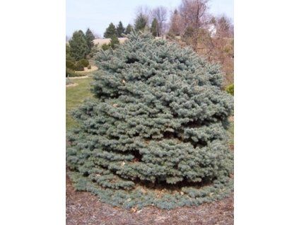 glauca compacta