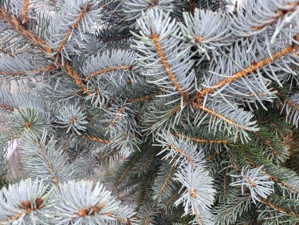 Picea pungens 'Erich Frahm' (3)