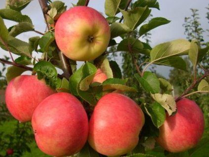 Jabloň 'Barby'  Malus domestica 'Barby'