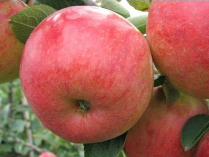 Jabloň 'Rebella'  Malus domestica 'Rebella'