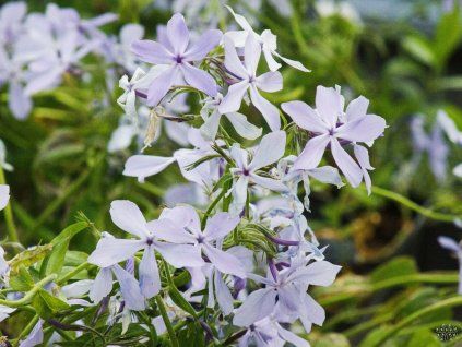 Phlox Clouds of Perfume