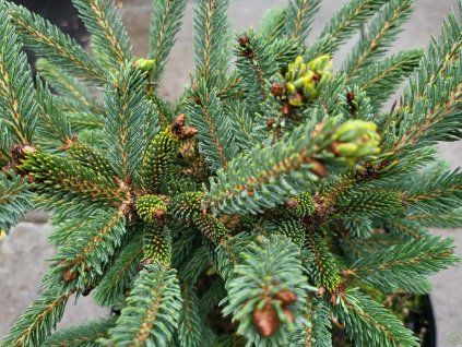 Picea likiangensis var. balfouriana 'Mittenwald H.B.' (1)
