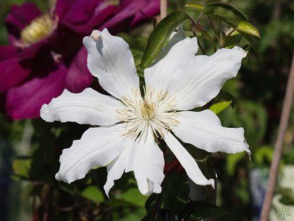 Clematis Halina Noll